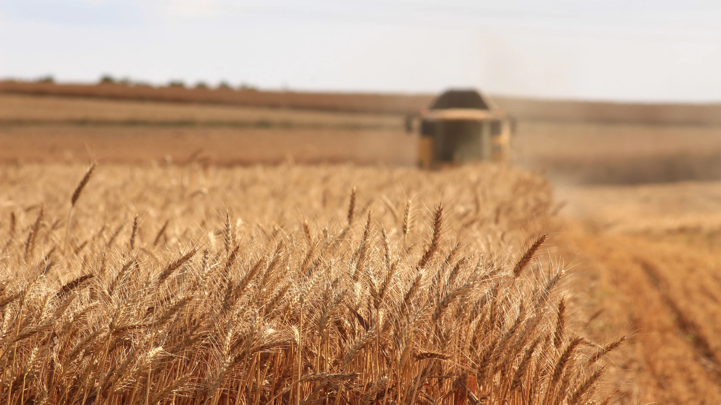 Golden wheat field at sunset