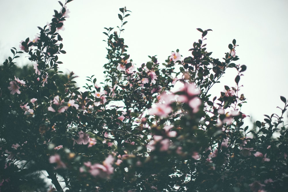 Fotografía con lente de cambio de inclinación de flores de pétalos rosados