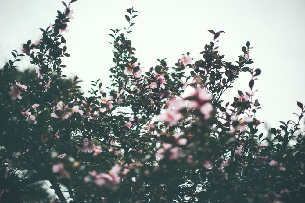 Fotografia da lente tilt shift de flores de pétalas cor-de-rosa