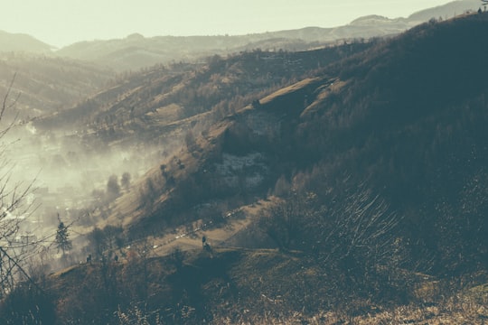 aerial view of green trees and mountains during daytime in Bran Romania