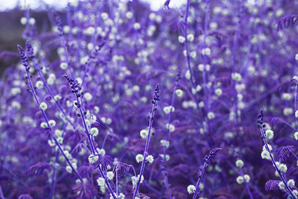 field of lavender