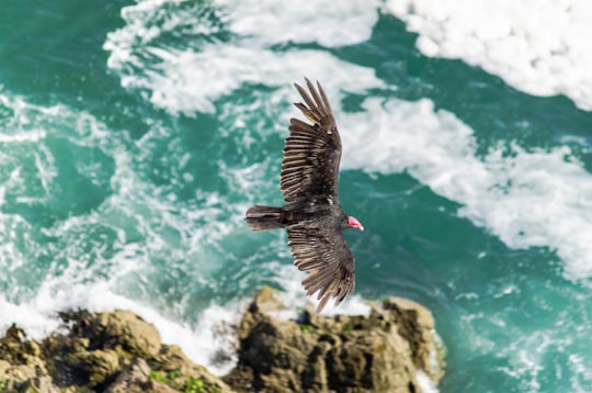 aerial photography of vulture flying on top of rock formation beside sea at daytime in Antofagasta Chile