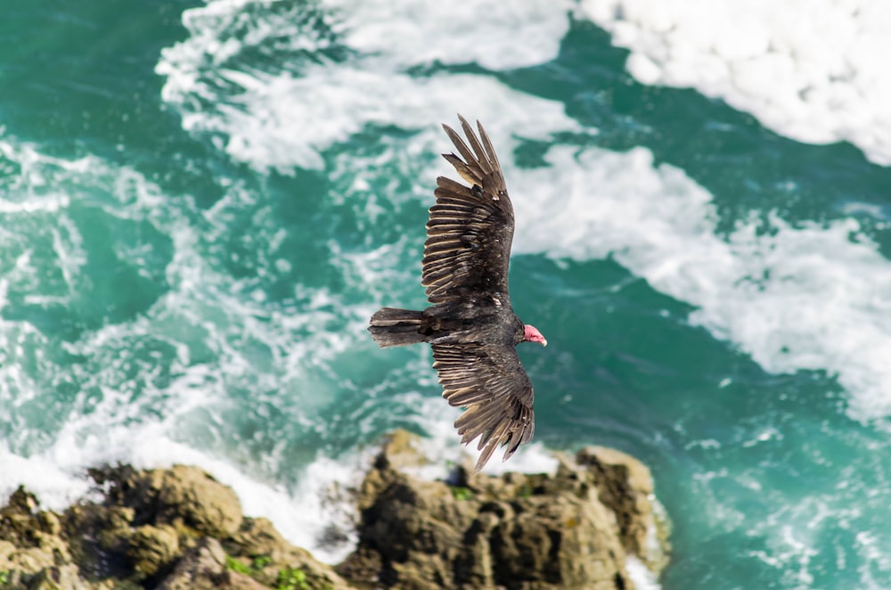 昼間、海辺の岩層の上を飛ぶハゲワシの航空写真