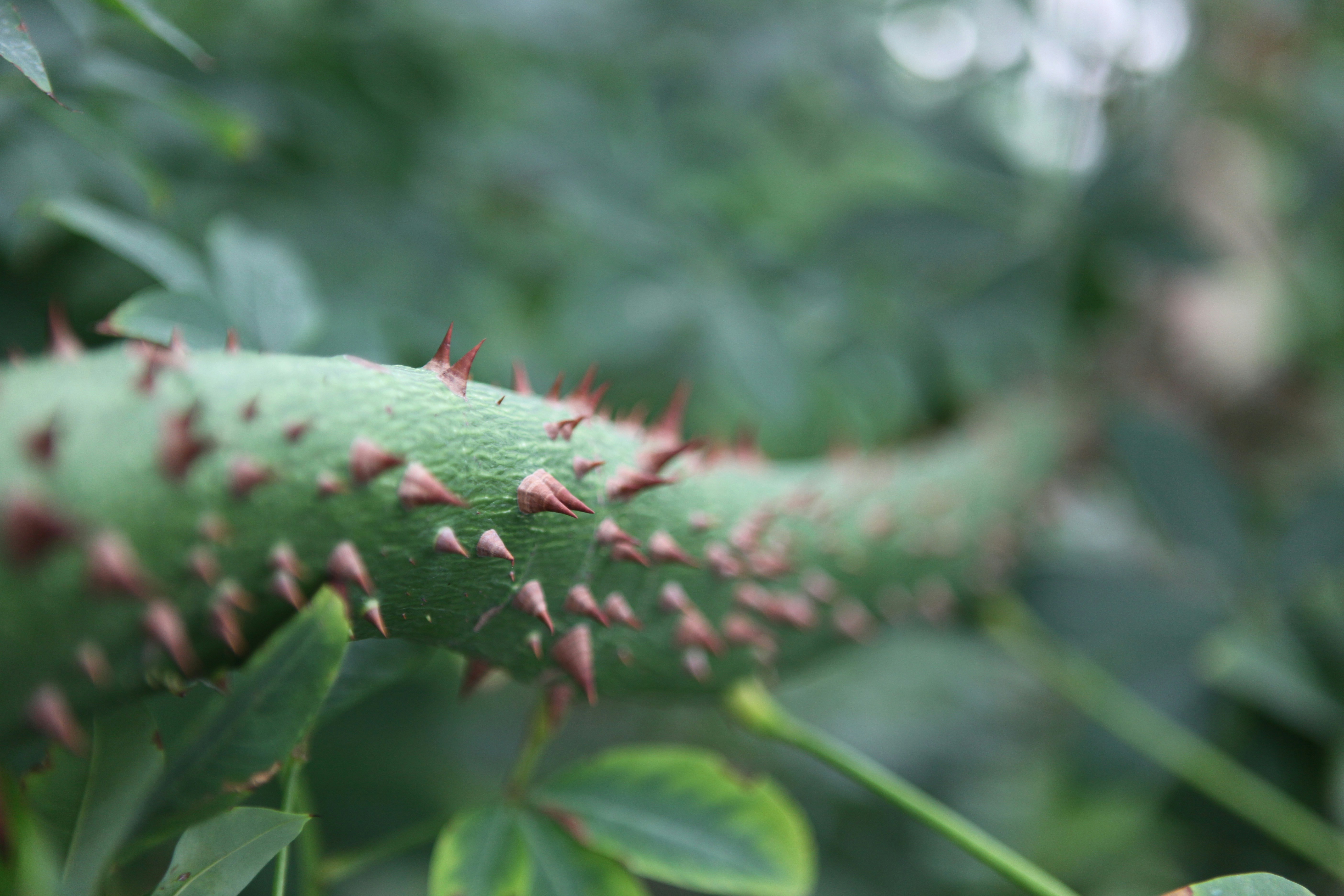 Free Unsplash photo from Jason Vasilev