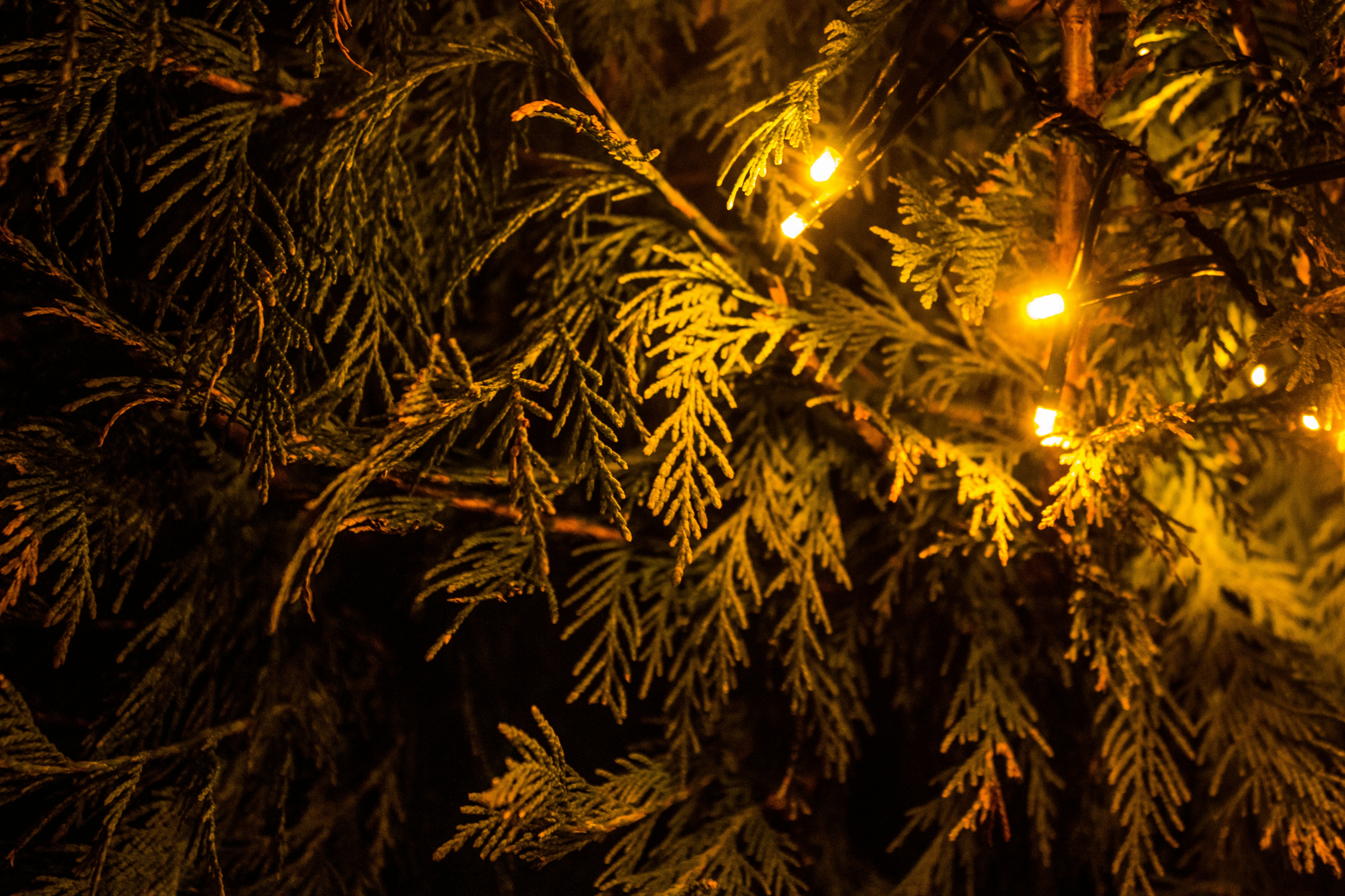 Free Unsplash photo from Zan Cerne