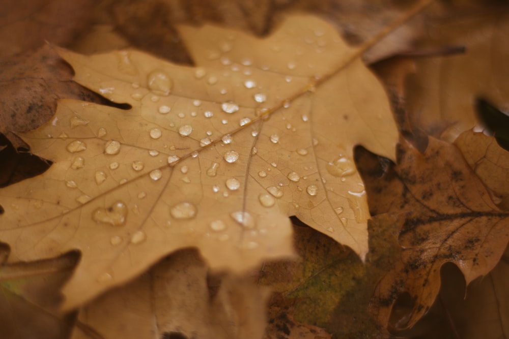 water droplets on brown dried leaf