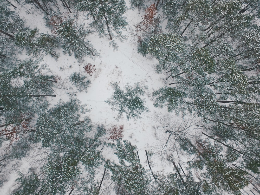 high-angle photography snow covered field with trees