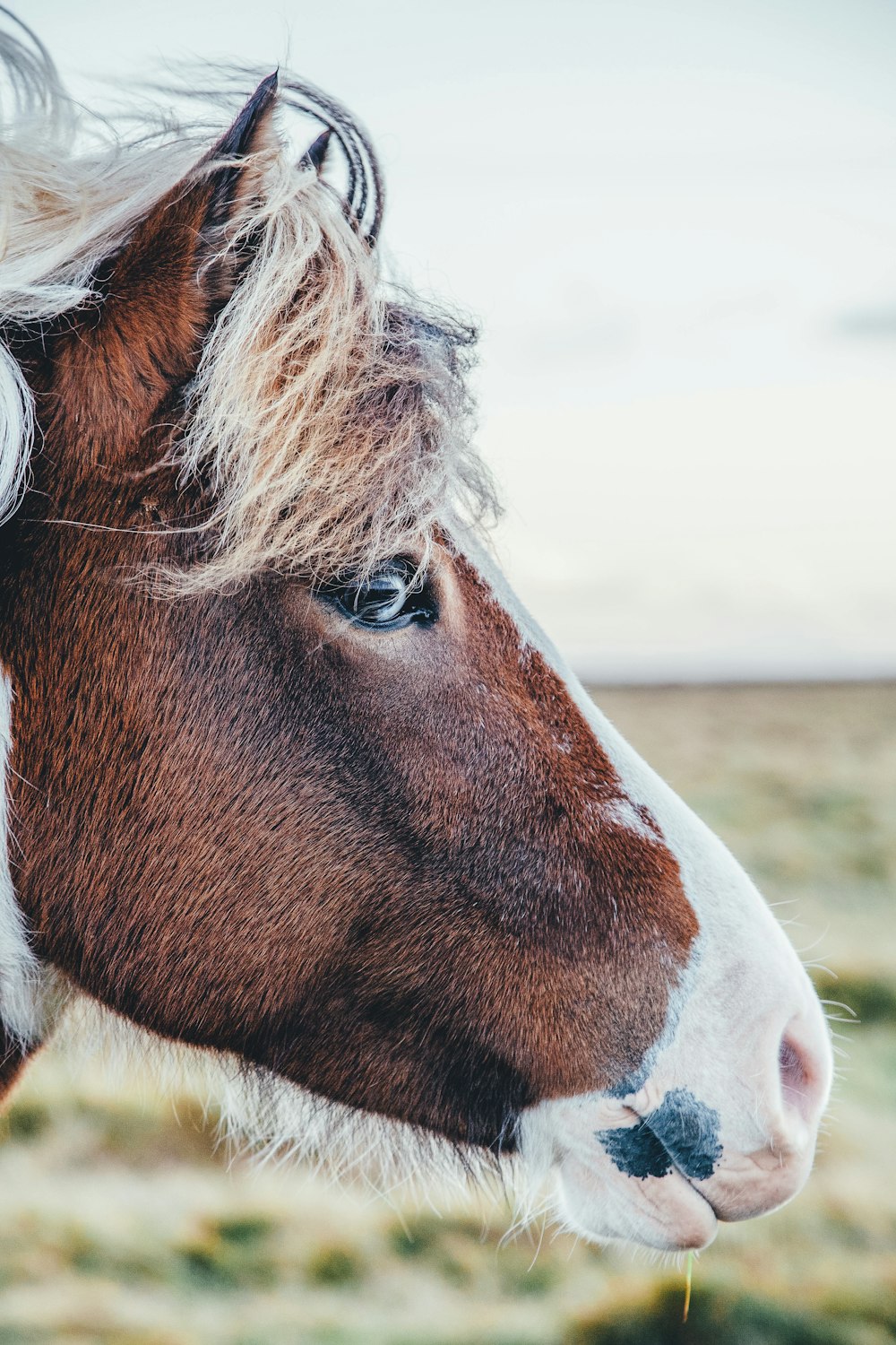 shallow focus photography of brown and white horse