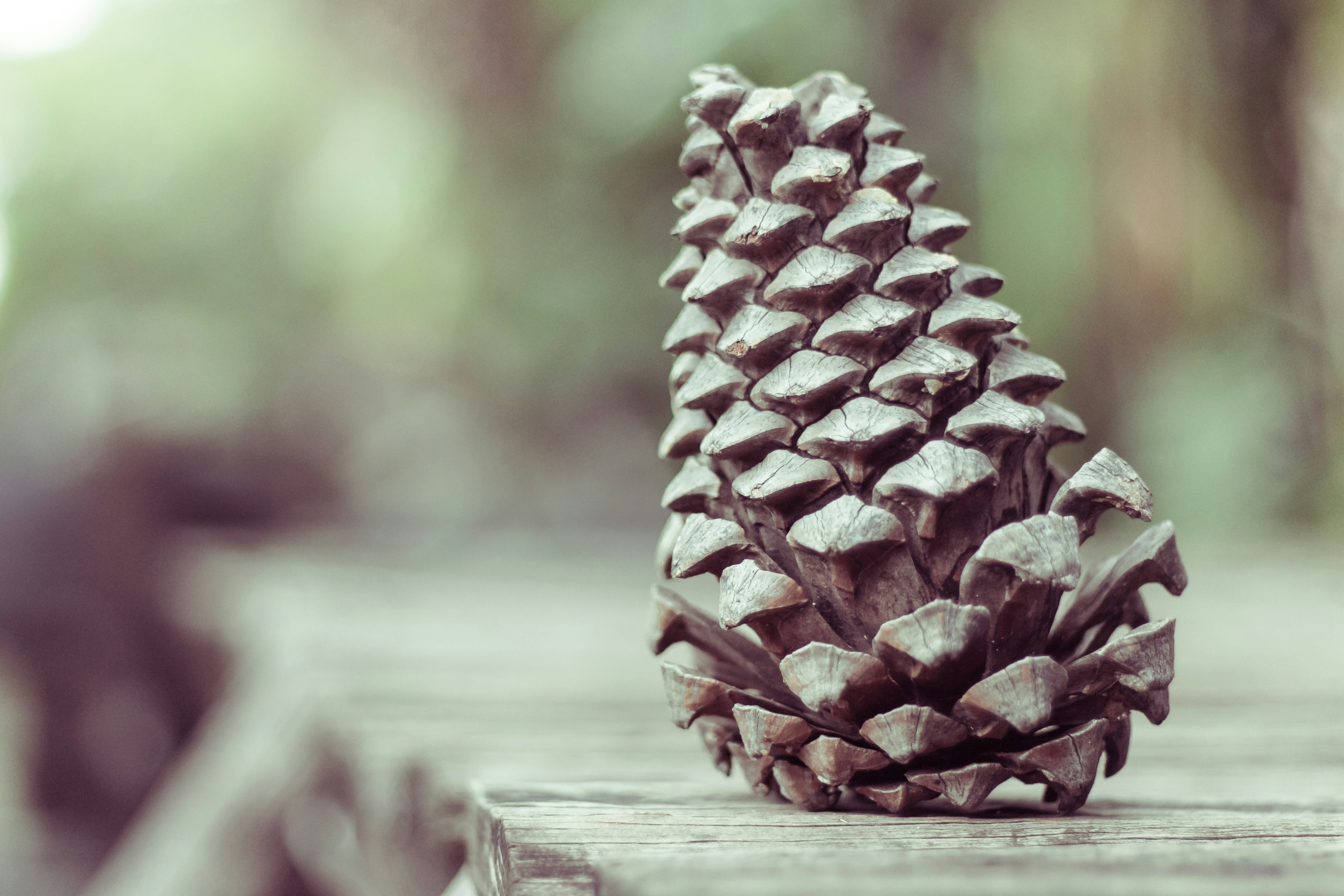 shallow focus photography of pine cone pinecone teams background