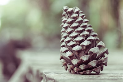 shallow focus photography of pine cone pinecone teams background