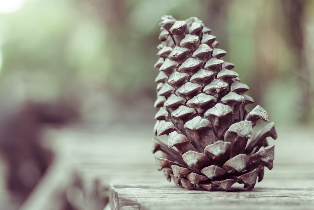shallow focus photography of pine cone