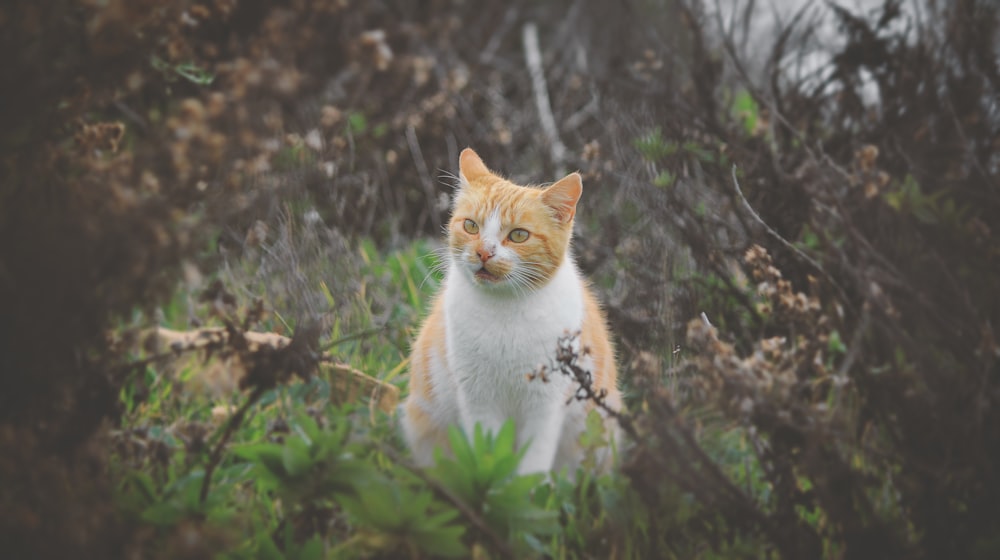 orange and white cat on green grass