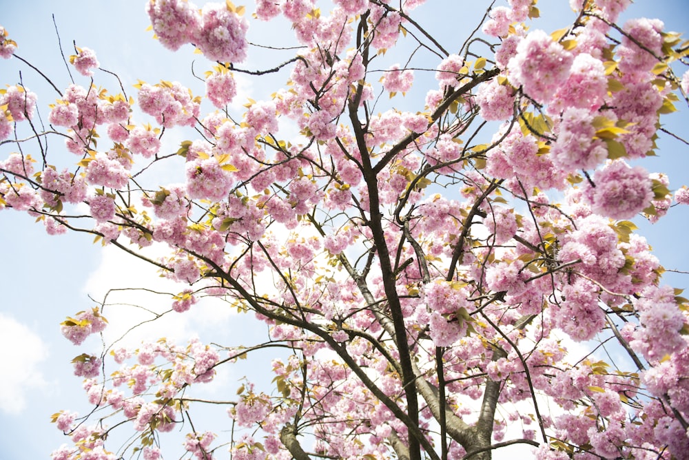 pink cherry blossom tree