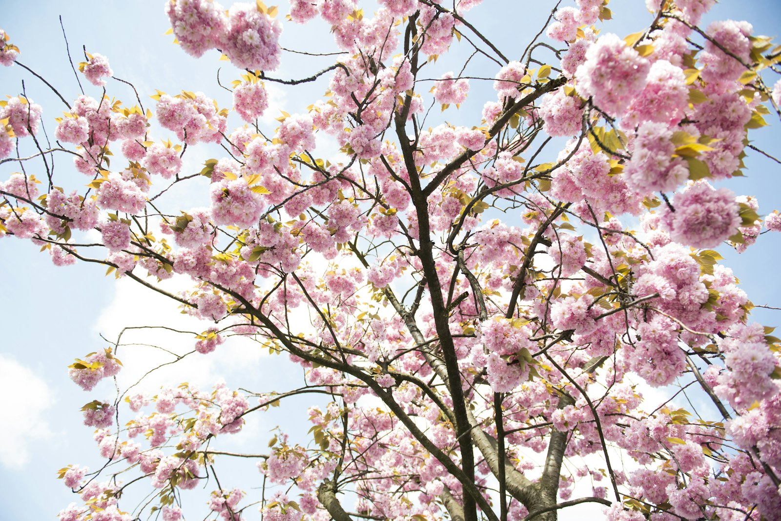 Nikon D600 + Nikon AF-S Nikkor 24-70mm F2.8G ED sample photo. Pink cherry blossom tree photography