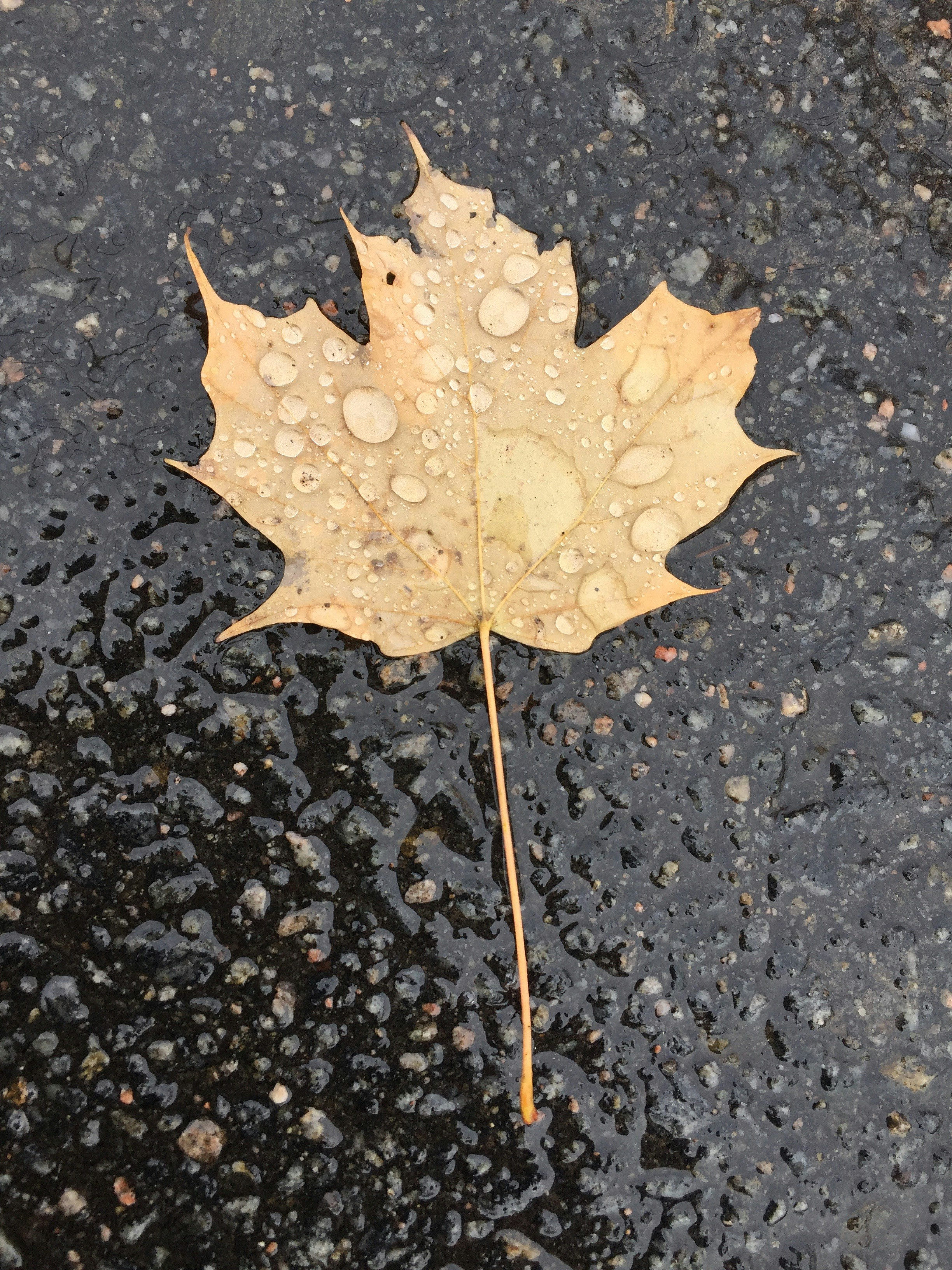 Free Unsplash photo from Lydia Bernard-Légaré