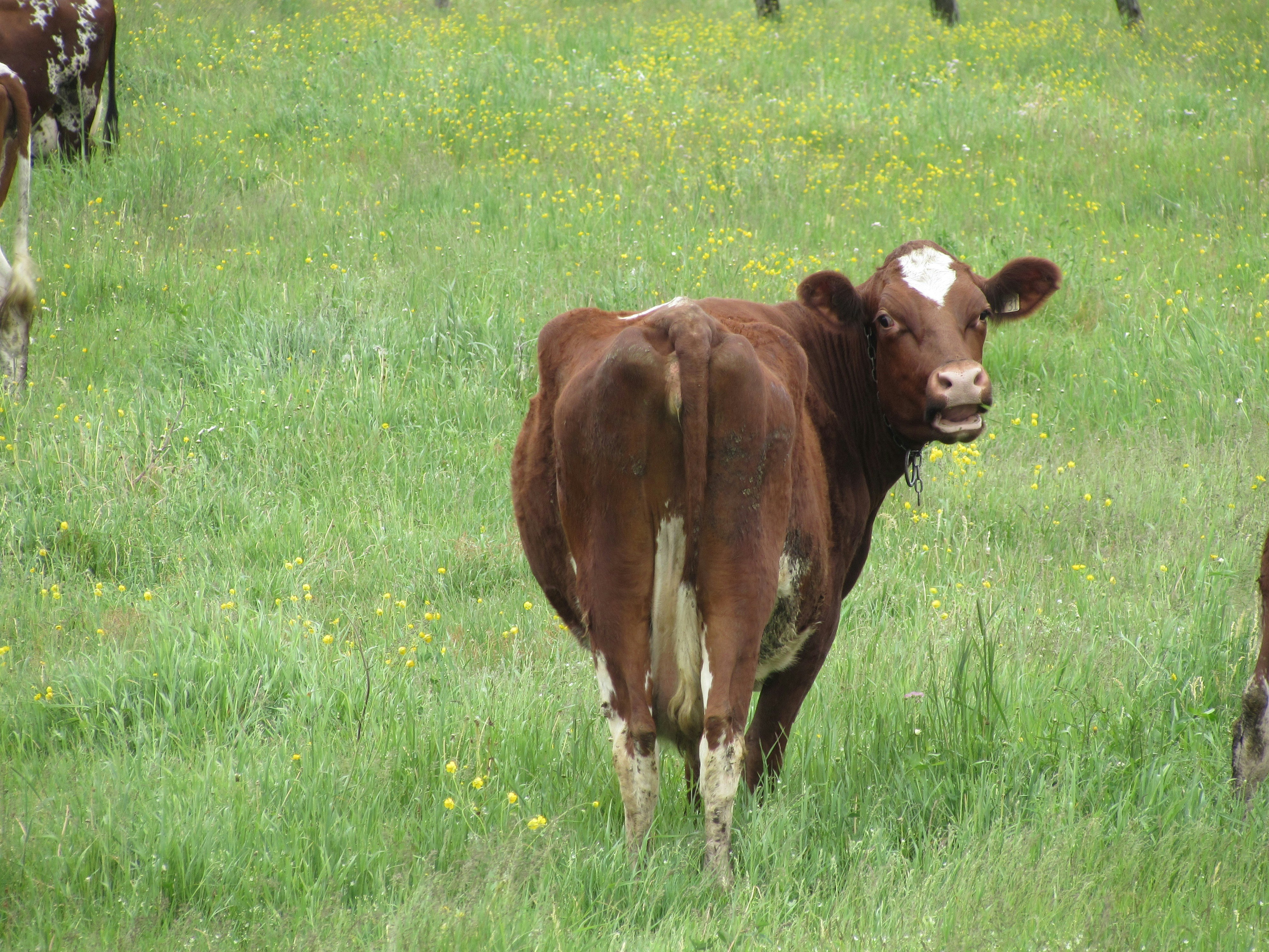 Free Unsplash photo from Lydia Bernard-Légaré