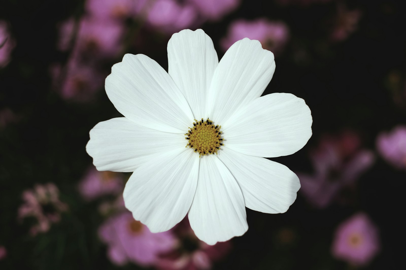 Fujifilm X-E2 + Fujifilm XF 35mm F1.4 R sample photo. White broad petaled flower photography