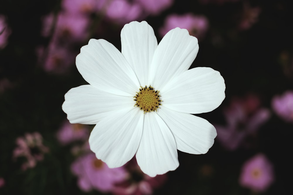 fleur blanche à larges pétales