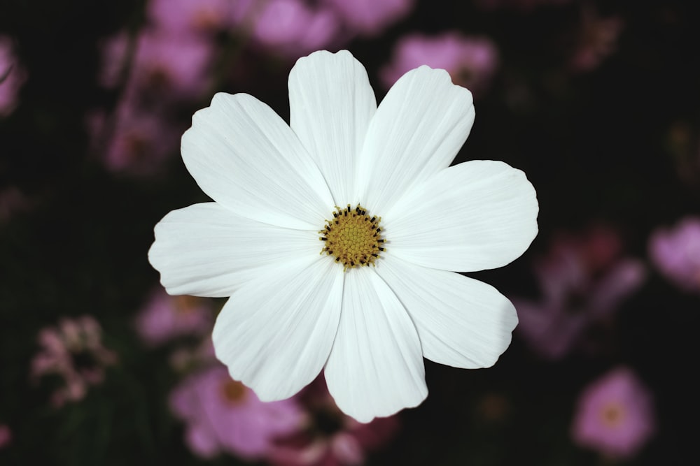 白い広い花びらの花
