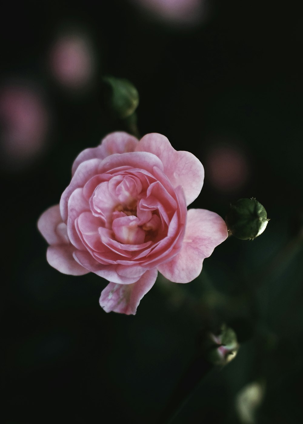 Foto de primer plano de flor de pétalos rosados