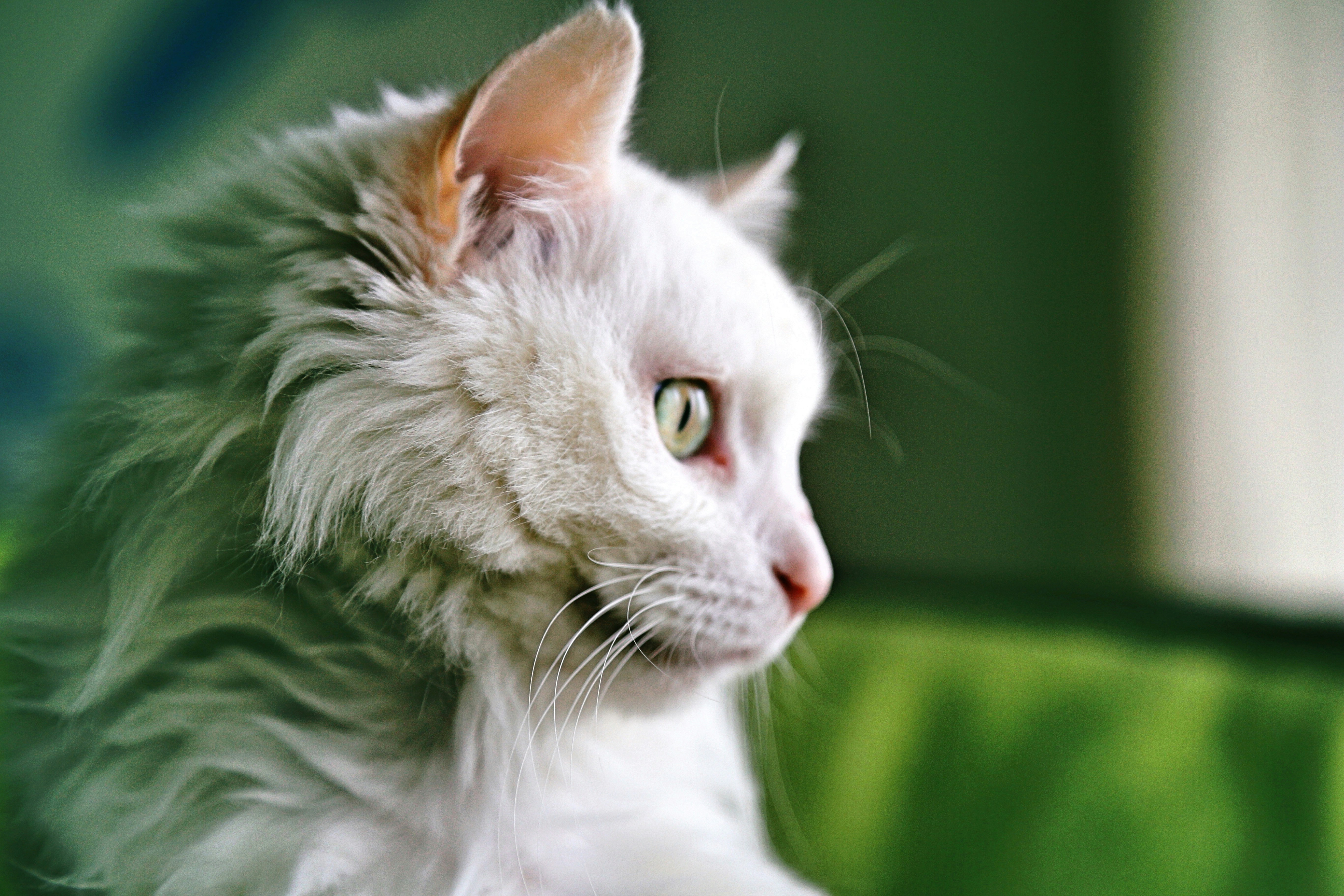 Free Unsplash photo from zhou vicky