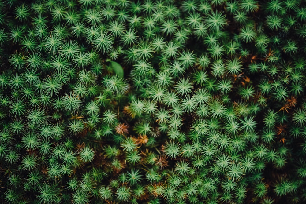 green spiked plants on ground