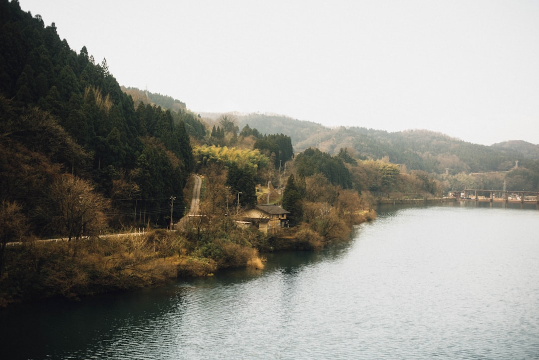 river beside trees