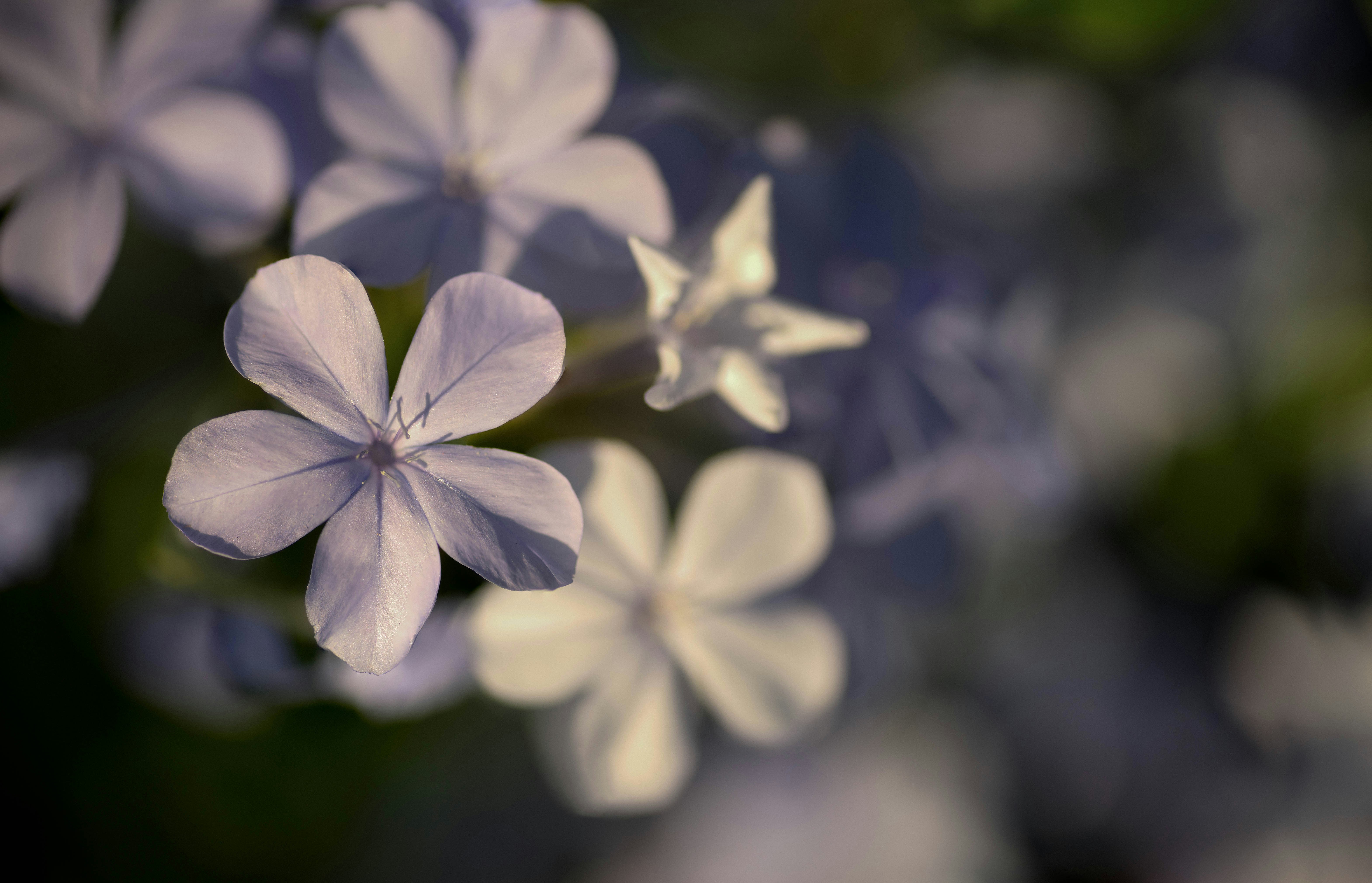 Free Unsplash photo from Aradhika Sharma