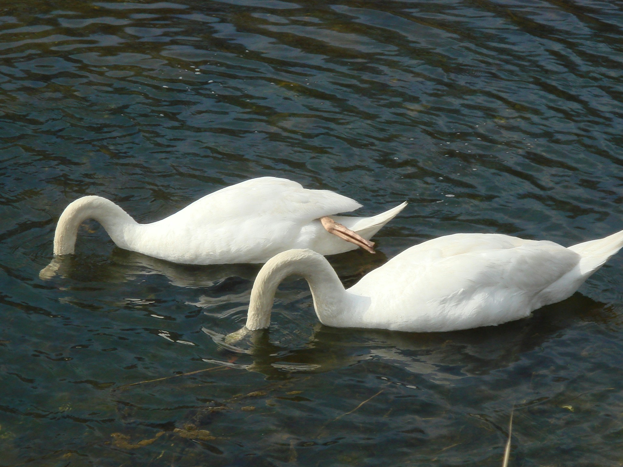 Free Unsplash photo from Jd Dworkow