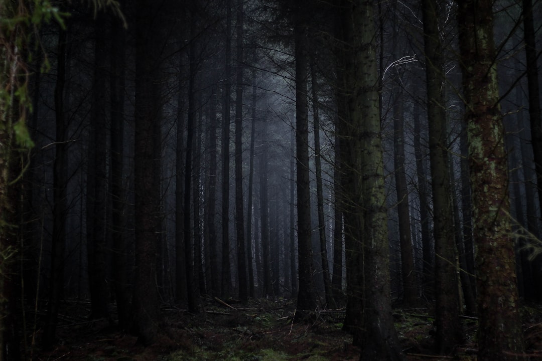 travelers stories about Forest in Dalby Forest Drive, United Kingdom