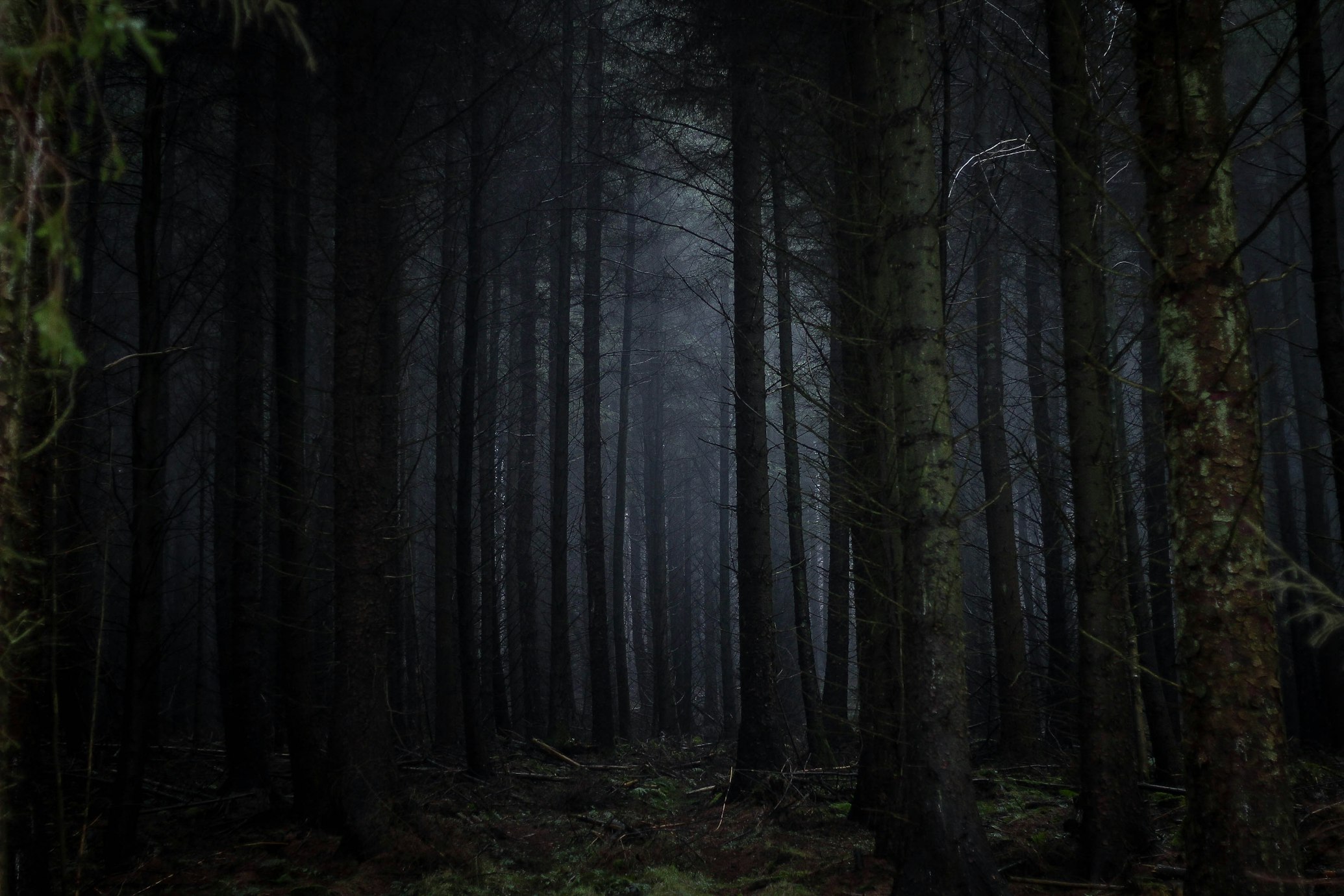 Creepy forest