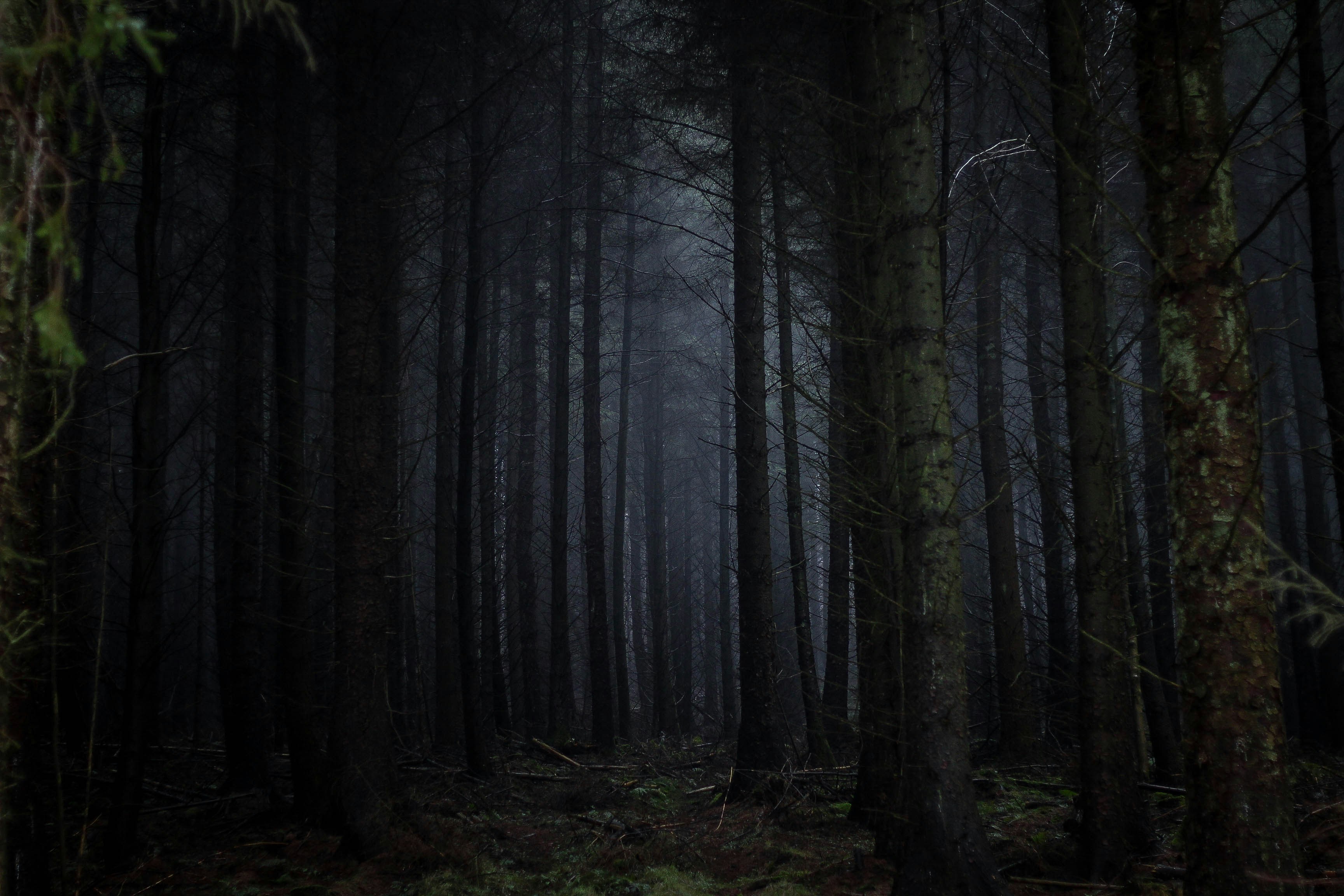 I love forests and were long due a trip so we went to Dalby forest in Yorkshire. The mist fell as we arrived and got this beautiful eerie image that reminded us of the forbidden forest in Harry Potter!