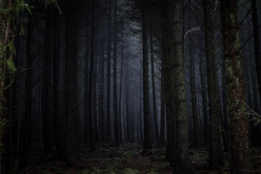 500 Dark Forest Pictures Hd Download Free Images On Unsplash