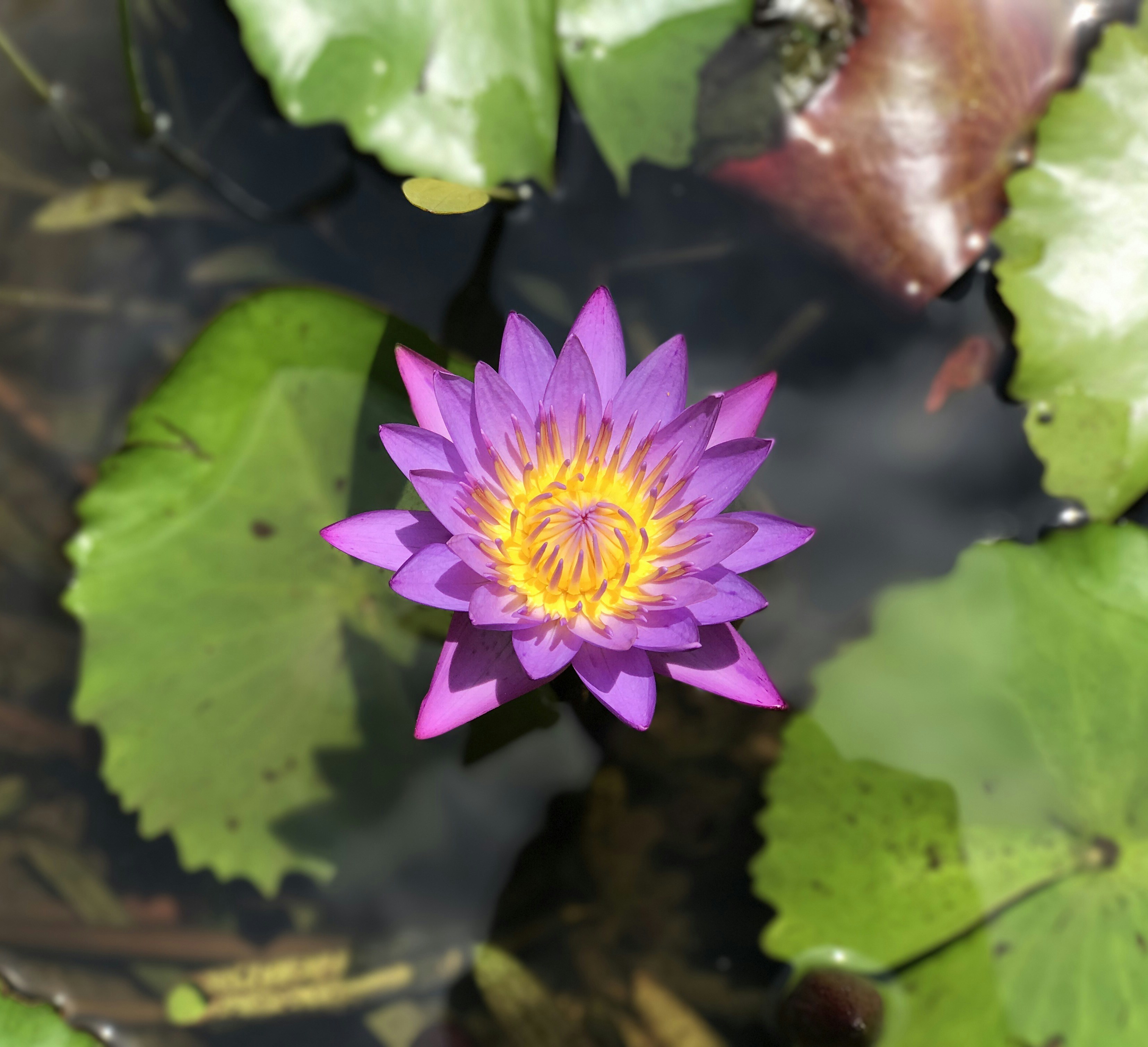 Free Unsplash photo from Simon Wild