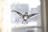 A crystal sculpture of a bird with outstretched wings, set against a softly blurred background. The intricate facets of the crystal play with the light, creating reflections and highlighting the bird's detailed design.
