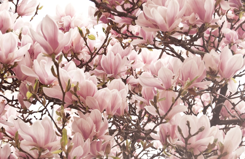 fiore dai petali rosa sbocciare durante il giorno