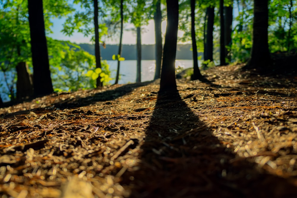 view of trees near body of water