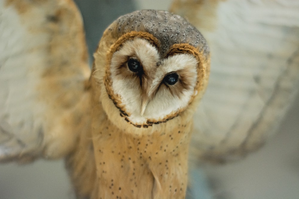 selective focus photography of brown and white owl