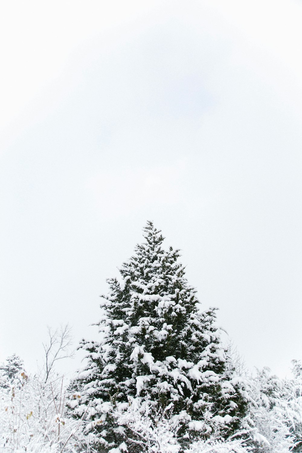 Die Spitze eines mit Schnee bedeckten Baumes.