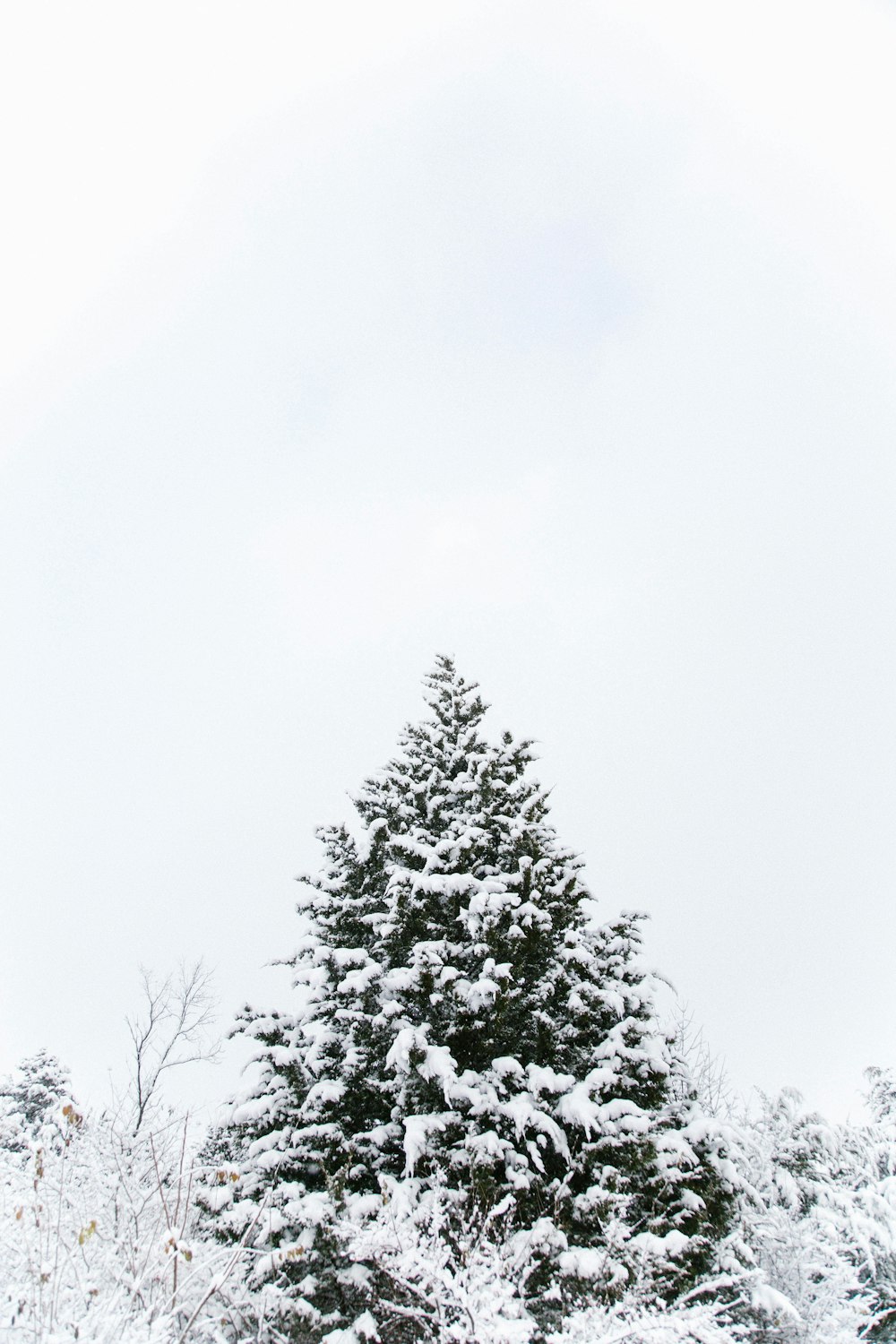 The top of a tree covered in snow.