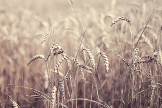 field of wheat