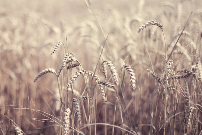 field of wheat