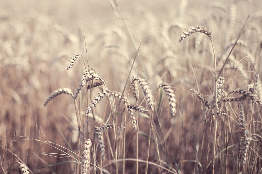 field of wheat