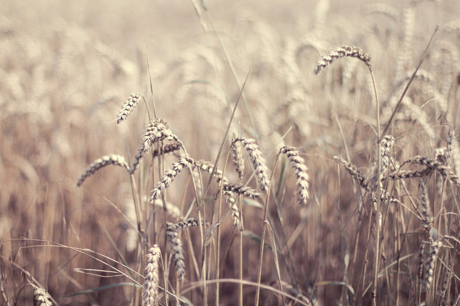 Canon EOS 600D (Rebel EOS T3i / EOS Kiss X5) + Canon EF 50mm F1.4 USM sample photo. Field of wheat photography