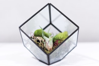 A geometric glass terrarium containing various green mosses and red-tinted air plants arranged inside. The container has a modern, angular design with a matte black frame. The background is soft and blurred, highlighting the terrarium's contents.