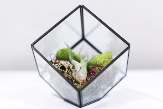 A geometric glass terrarium containing various green mosses and red-tinted air plants arranged inside. The container has a modern, angular design with a matte black frame. The background is soft and blurred, highlighting the terrarium's contents.