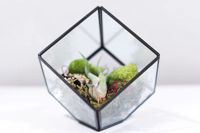 Artisan carefully arranging living plant cuttings into a moss and mirror menagerie.
