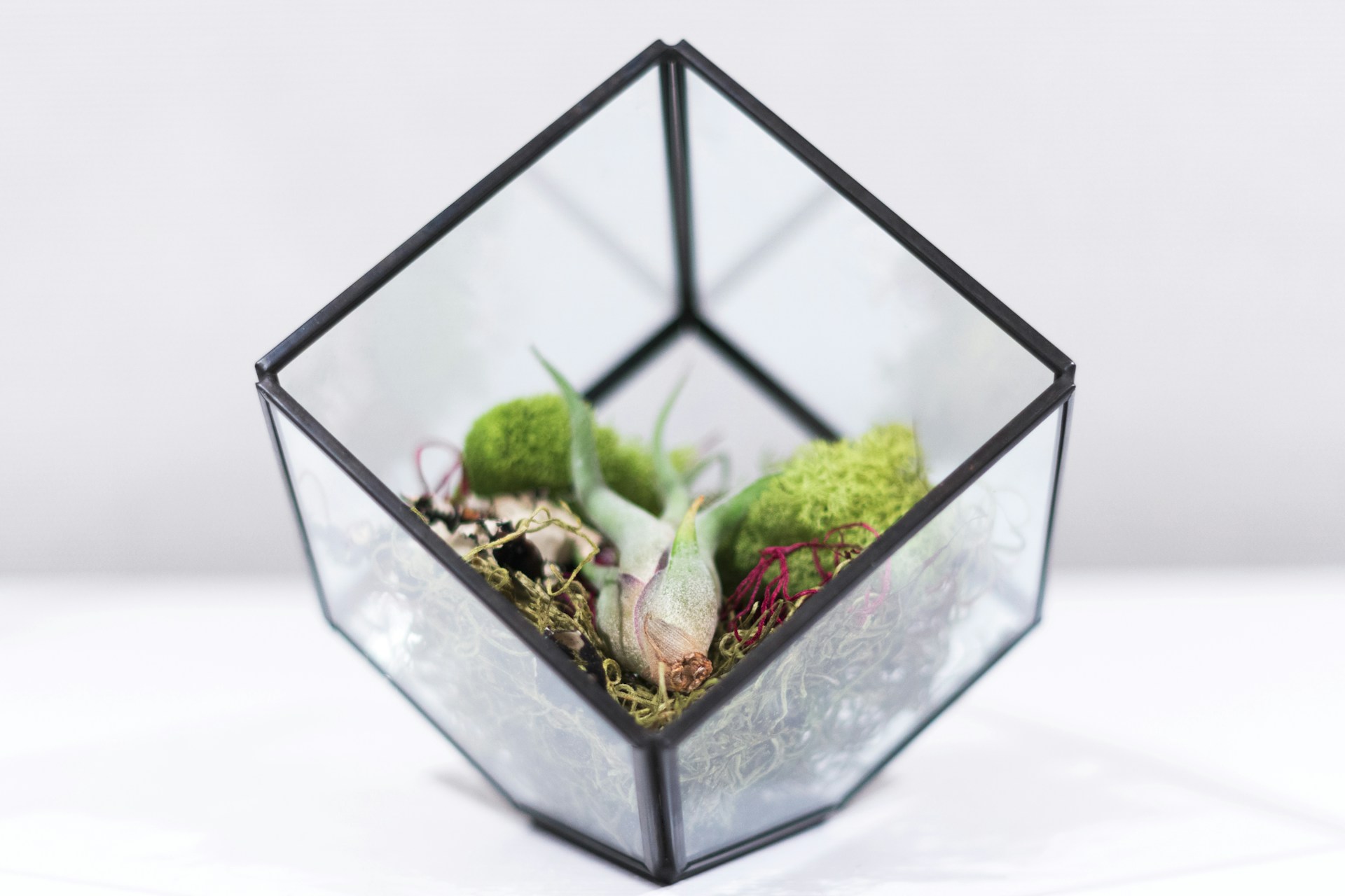 A modern terrarium displaying a vibrant mix of succulents and air plants arranged artistically in a rounded transparent vessel.