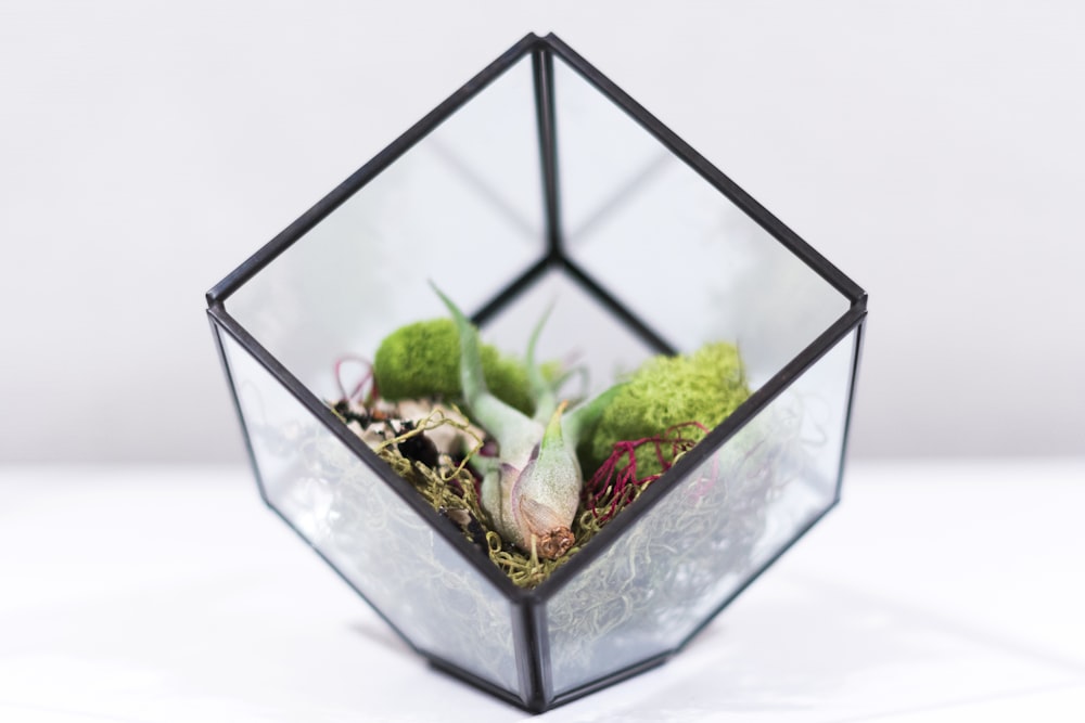 square clear glass terrarium on white surface