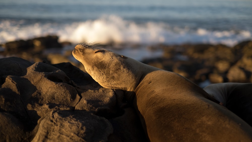 close-up photography of seal on stone
